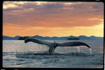 Alaska Cruise Wildlife - Glacier Bay Park - BestCruiseBuy.com